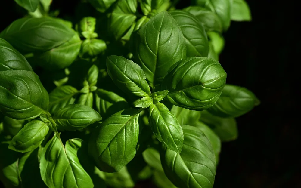 How to keep herbs fresh for two weeks
